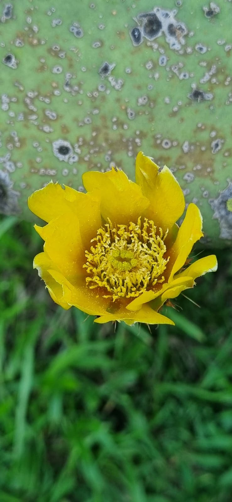 Natureza e trilhas na Pousada Senda do Sol em Irati PR